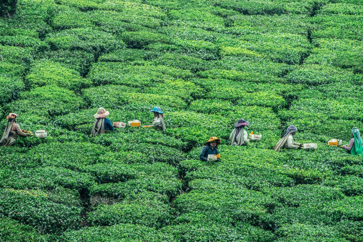 Our Story – Haveltea Indonesia